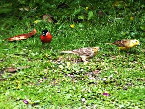Bullfinch  Yellowhammers
